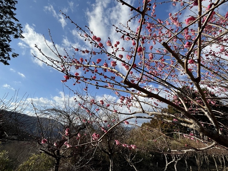 渋沢丘陵